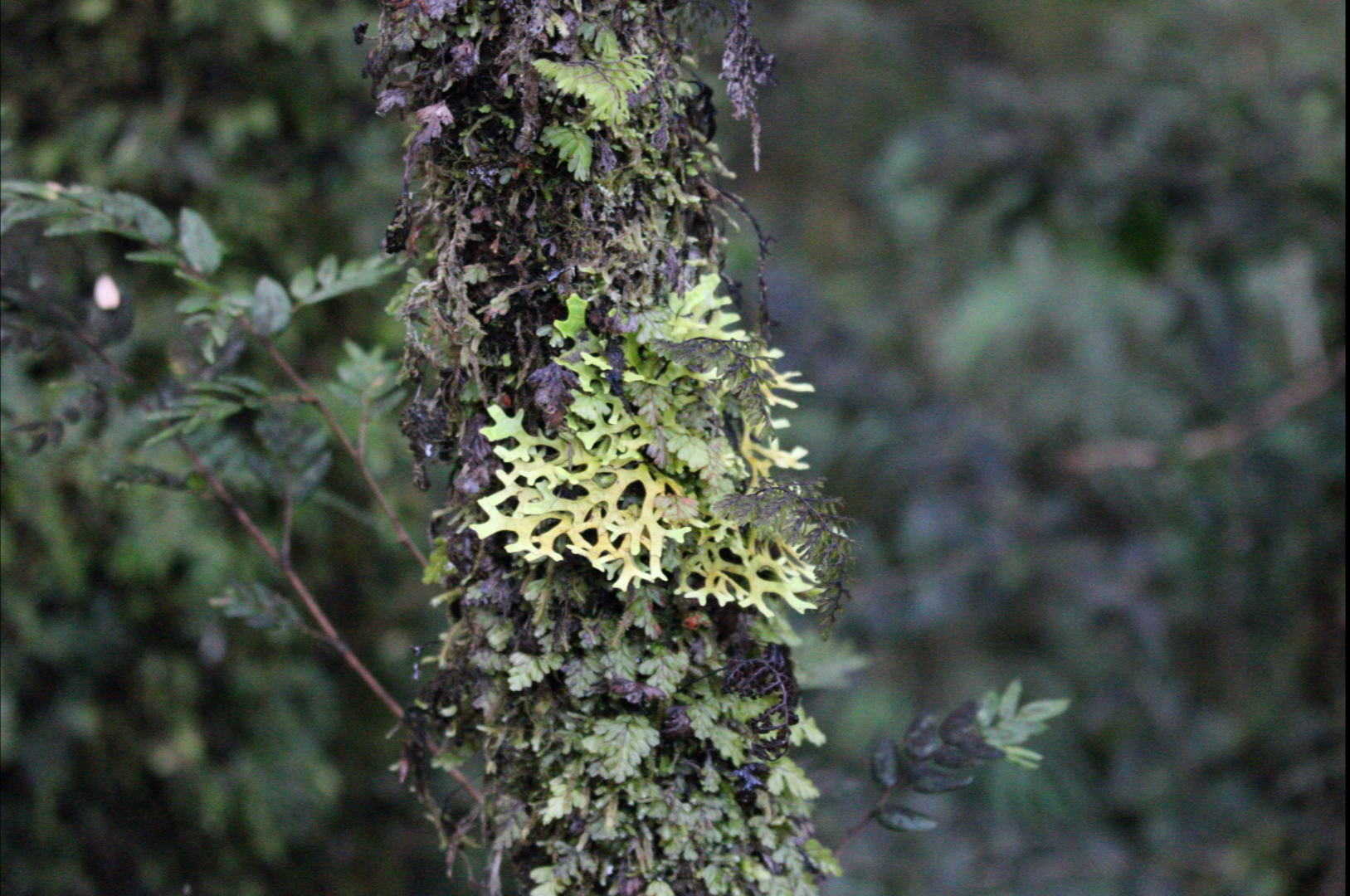 A closed up picture of a small tree covered with moss.
The background is a blurry forest.
All the scene looks damp like it just rained.